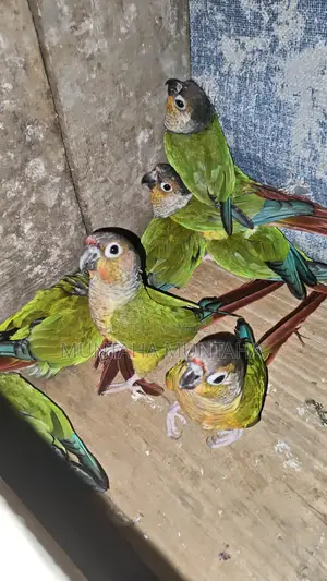 Green Check Conure (Per Piece Price)