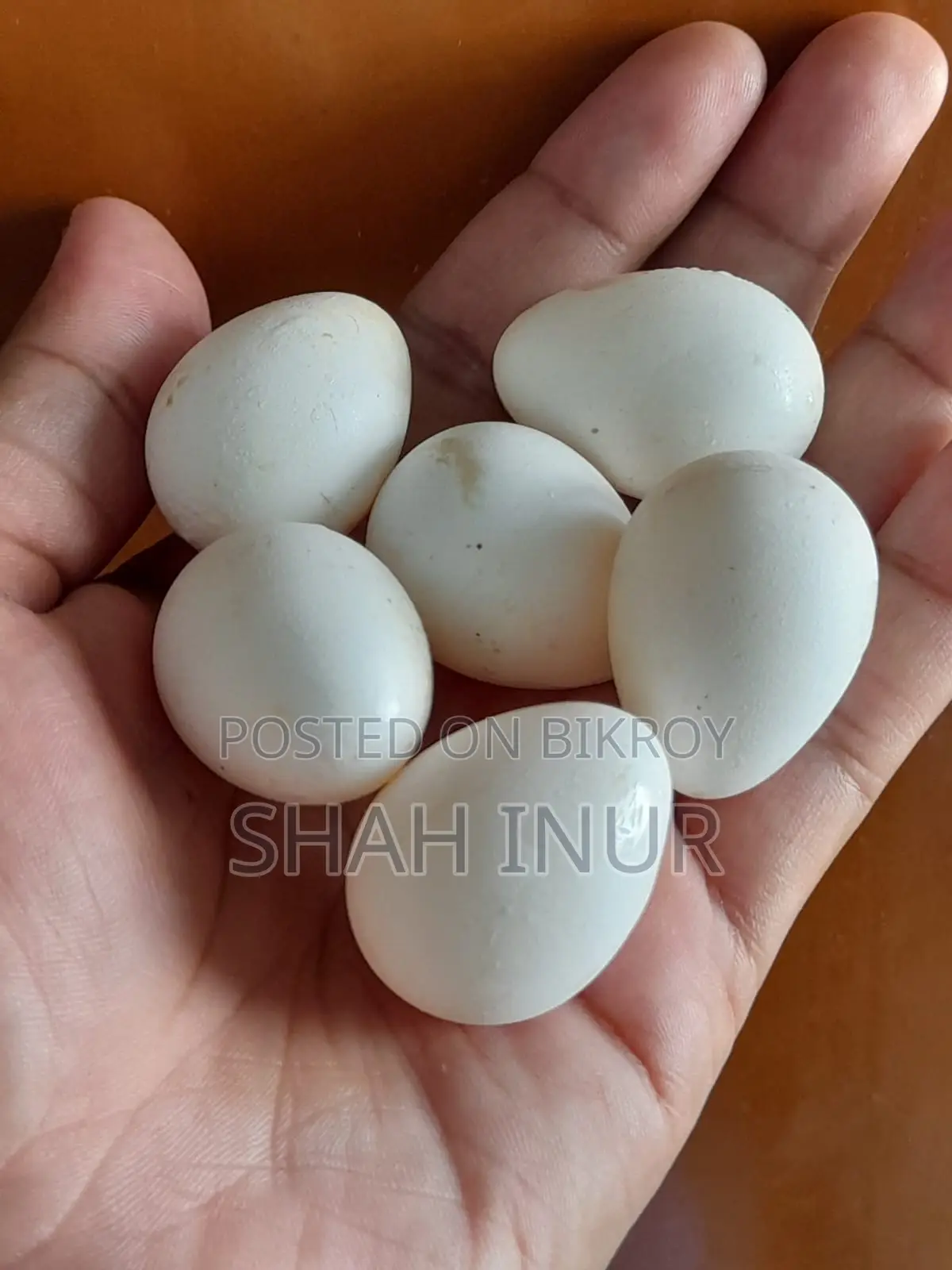 স্নোফ্লেক বব হোয়াইট এর বীজ ডিম