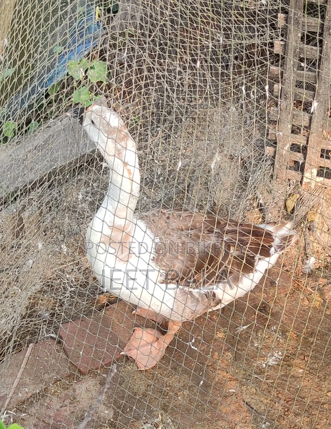 হাঁসগুলো খুব ভালো