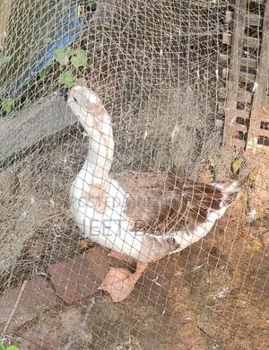 হাঁসগুলো খুব ভালো