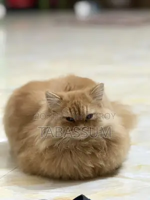 Ginger Triple Coat Persian