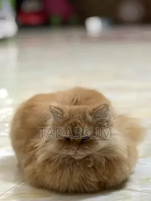 Ginger Triple Coat Persian