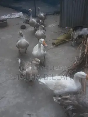 High-Quality Geese