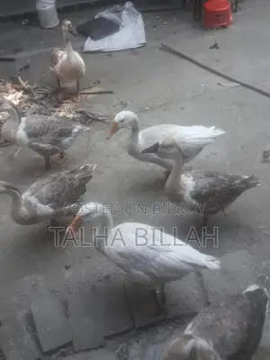 High-Quality Geese