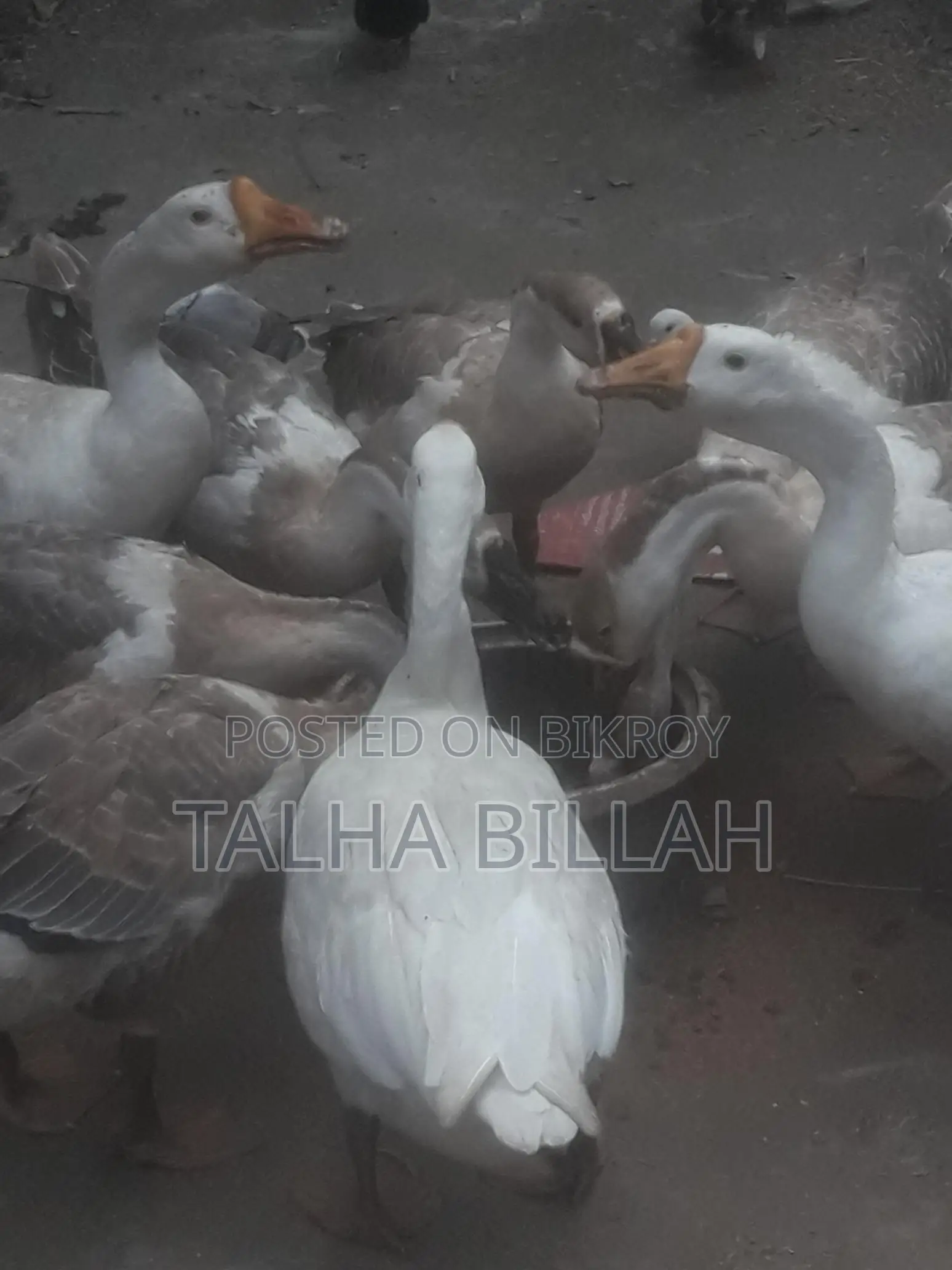 High-Quality Geese