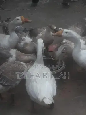 High-Quality Geese