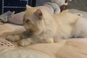Persian Cat