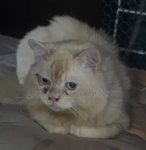 পার্সিয়ান বিড়াল