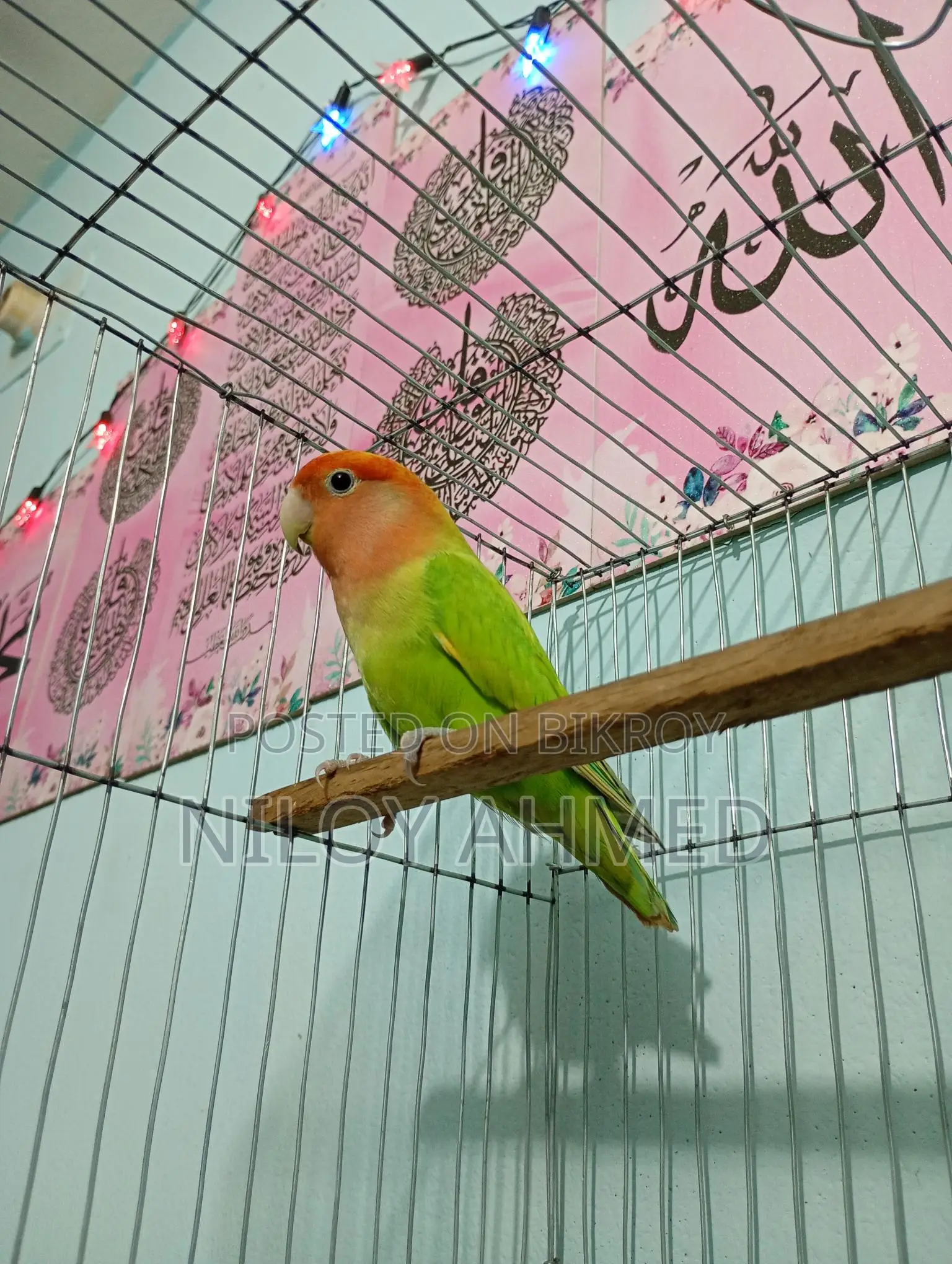 Love Bird