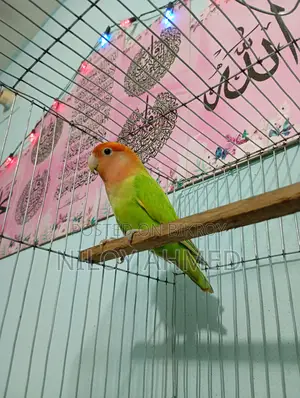 Love Bird