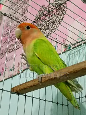 Love Bird