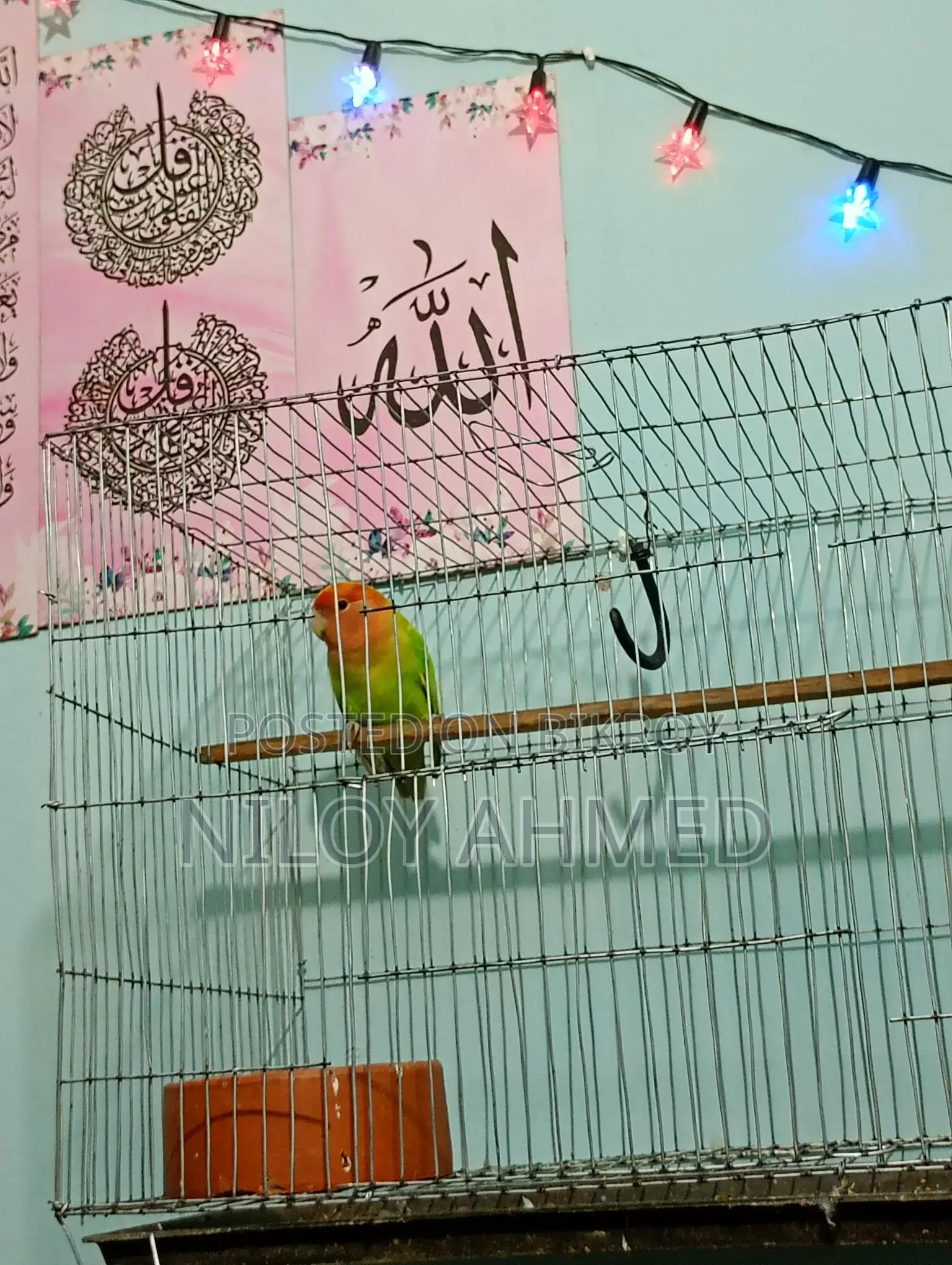 Love Bird