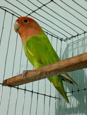 Love Bird