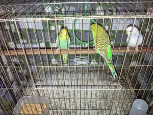 Budgie Bird