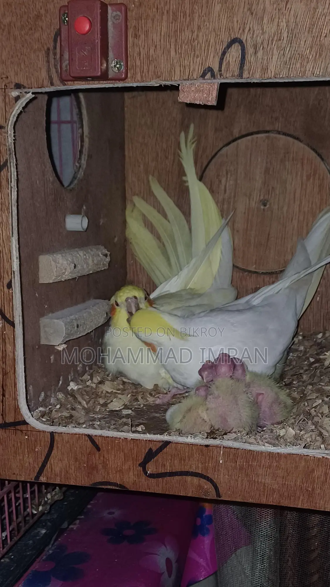Lutino Cockatiel Master Pair