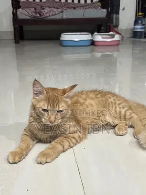 6-12 Months Male Mixed Breed Cat