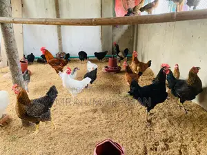 দেশি মুরগি বিক্রি