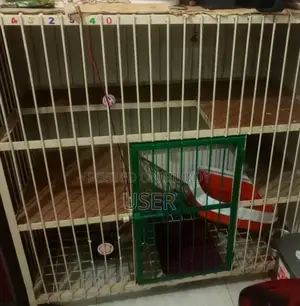 Large Persian Cat Cage for Sale