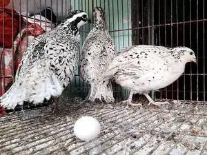 স্নোফ্লেক বব হোয়াইট এর বীজ ডিম বিক্রি