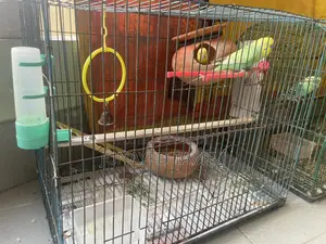 Budgerigar Running Pair