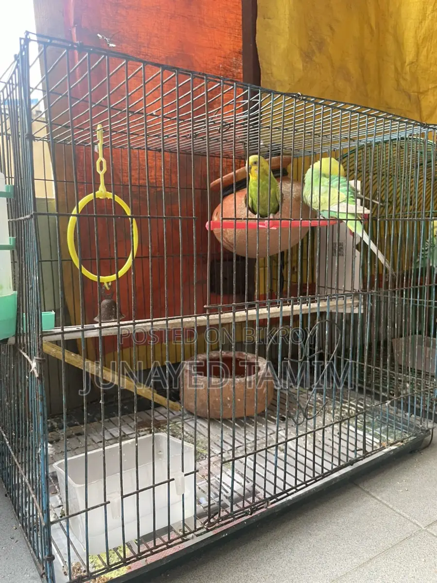 Budgerigar Running Pair