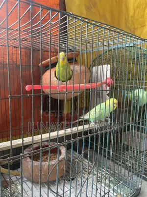 Budgerigar Running Pair