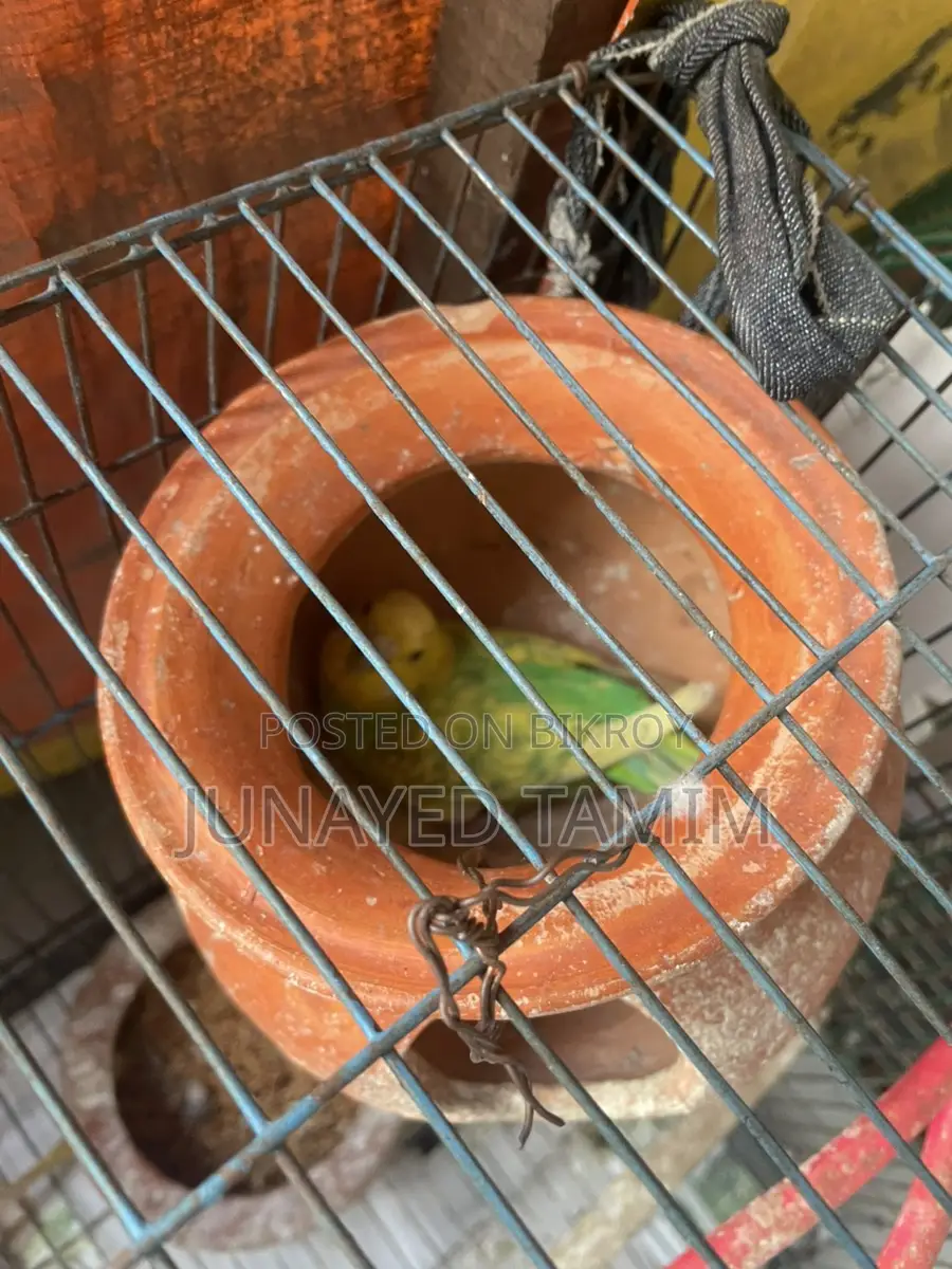 Budgerigar Running Pair