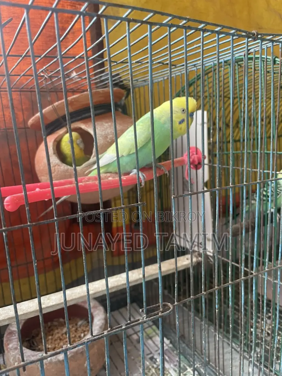 Budgerigar Running Pair