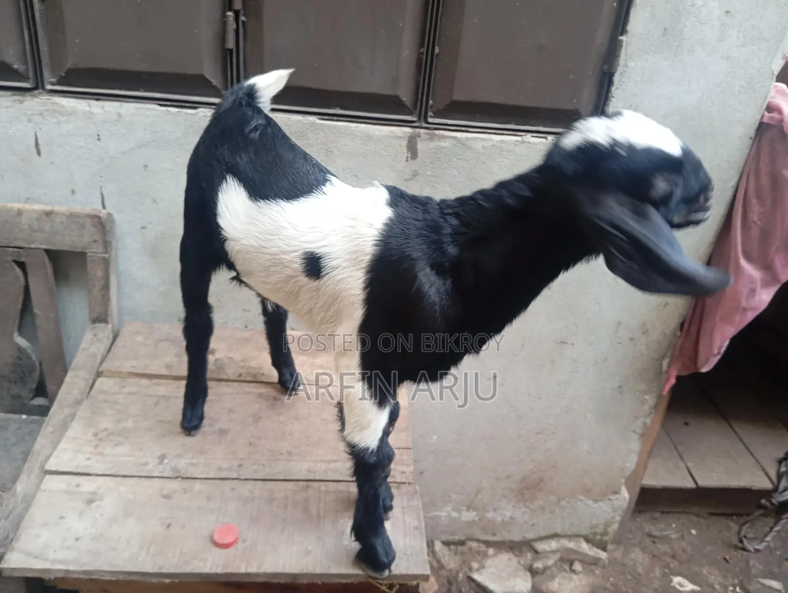 2 Goats for Sale