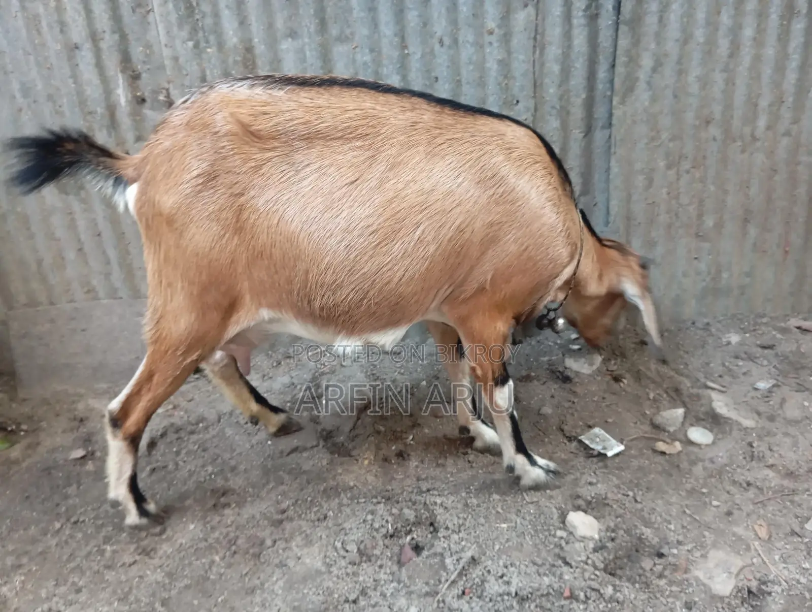 2 Goats for Sale