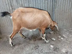 2 Goats for Sale