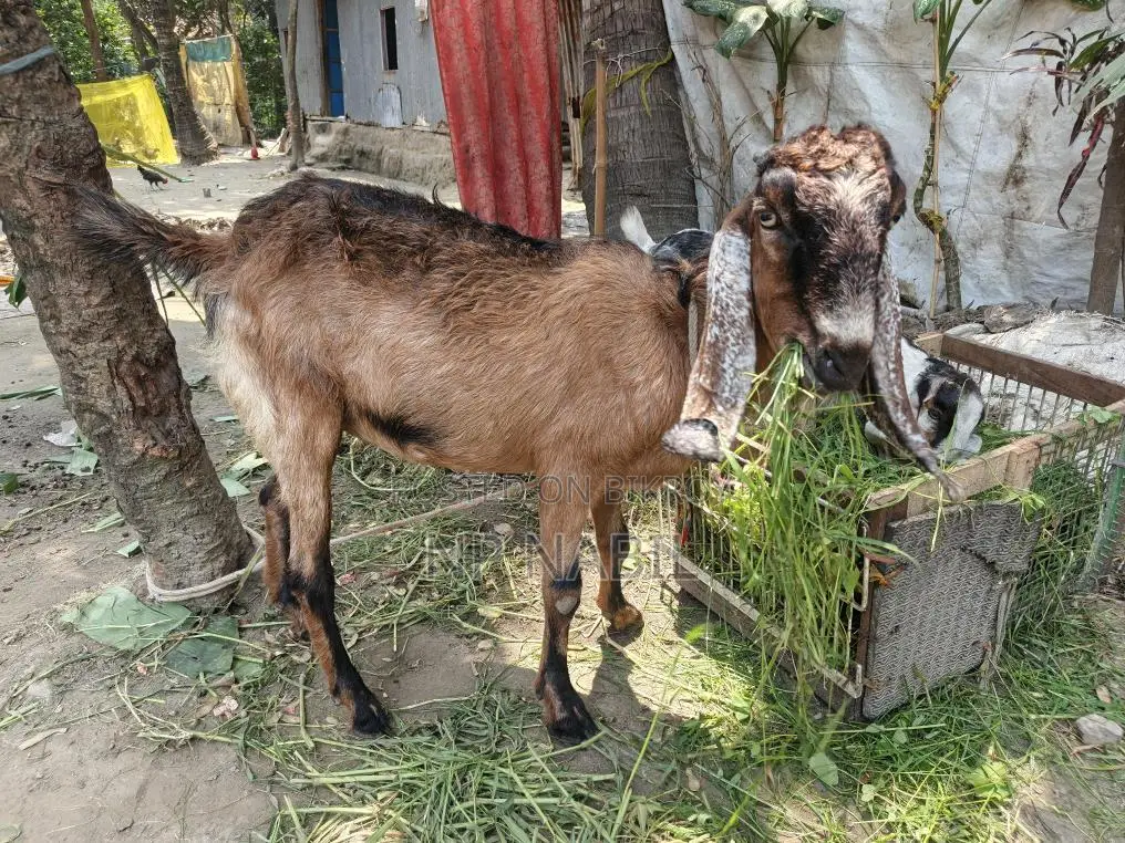 Totapuri Cross Breed Goat