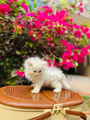 1-3 Months Female Purebred Persian