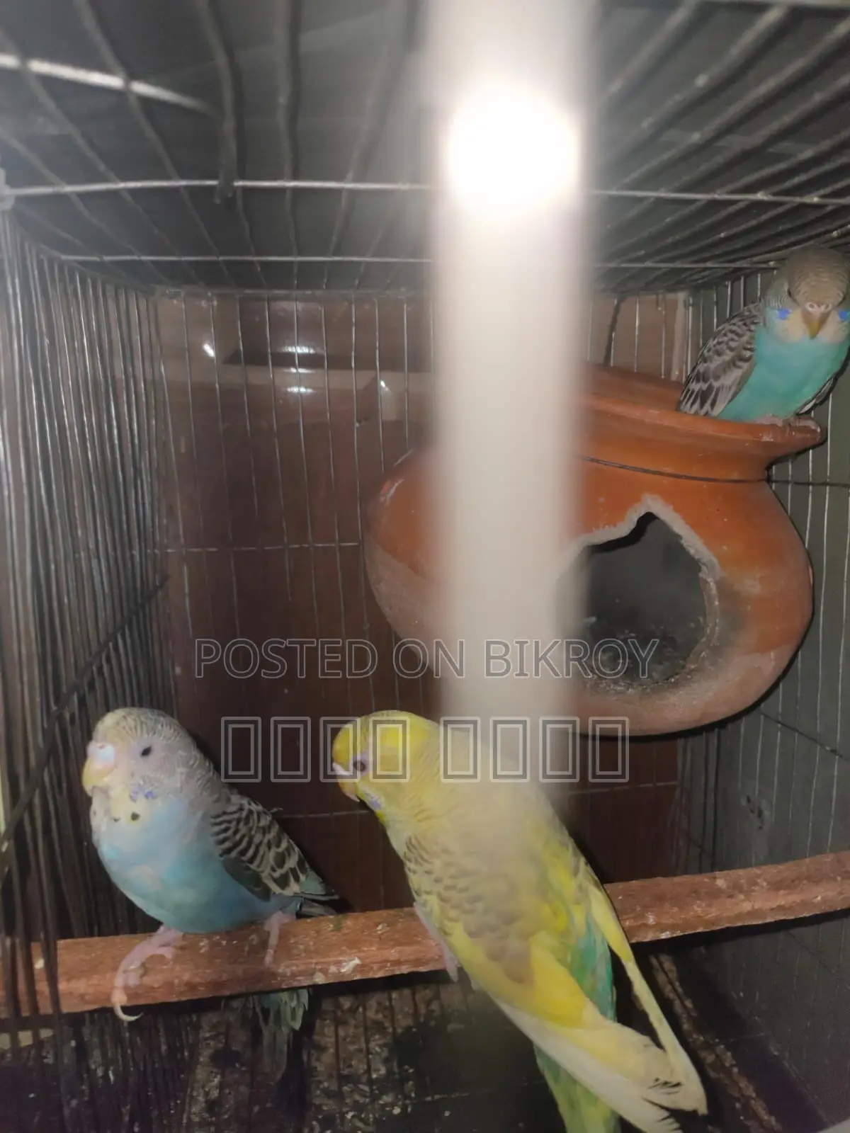 Inbox us if you want to get beautiful and attractive Budgerigars.