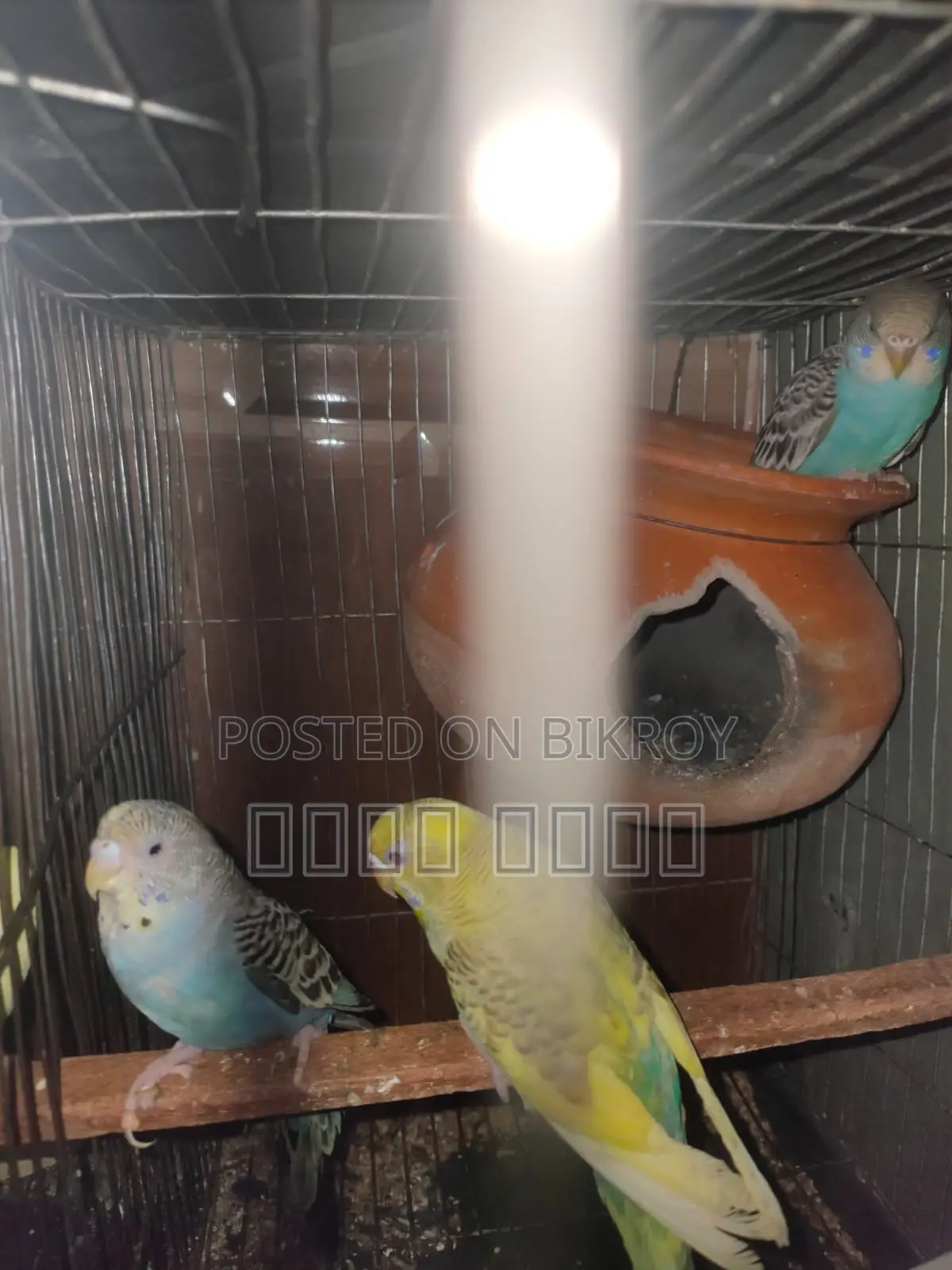 Inbox us if you want to get beautiful and attractive Budgerigars.