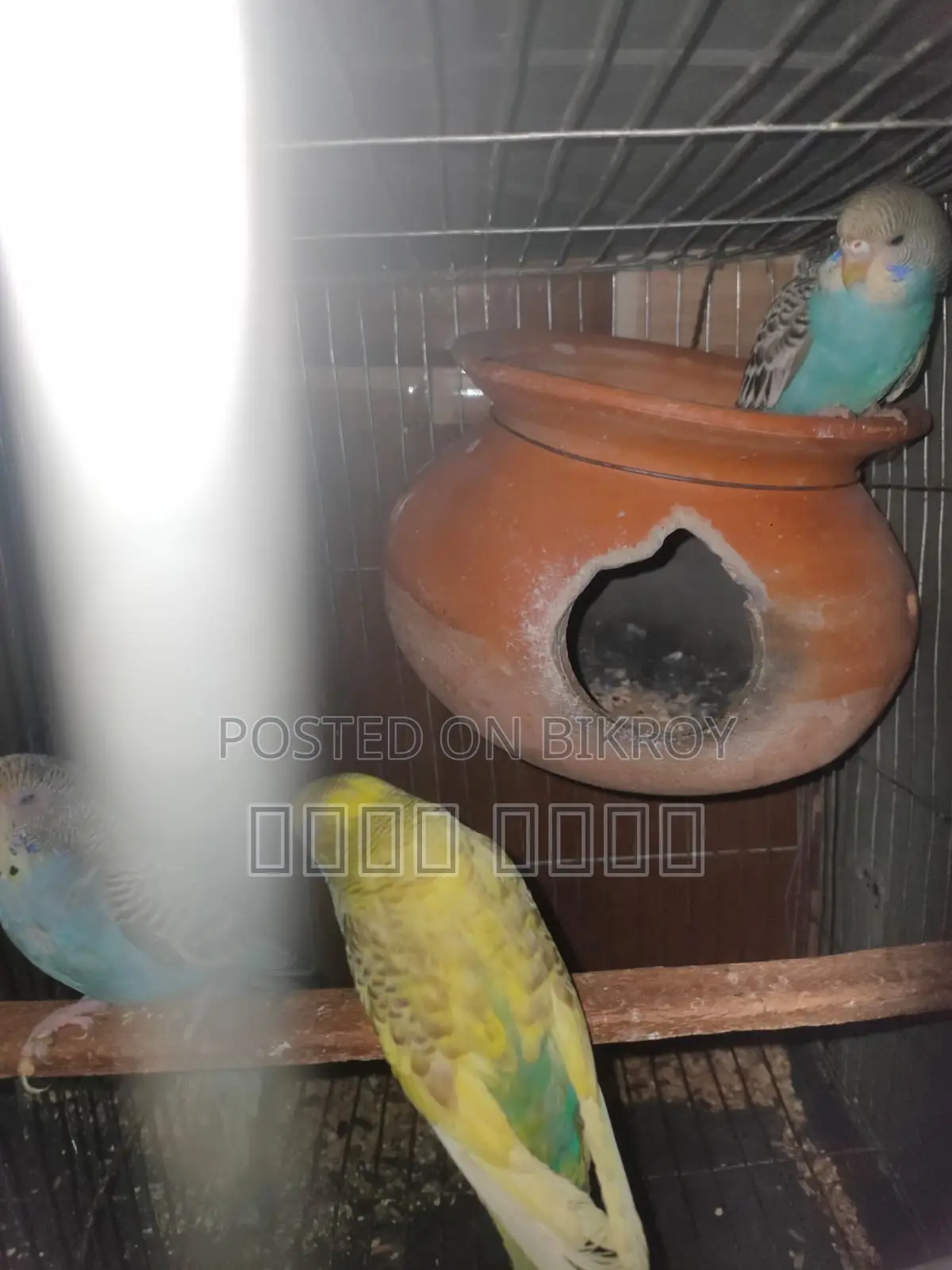 Inbox us if you want to get beautiful and attractive Budgerigars.