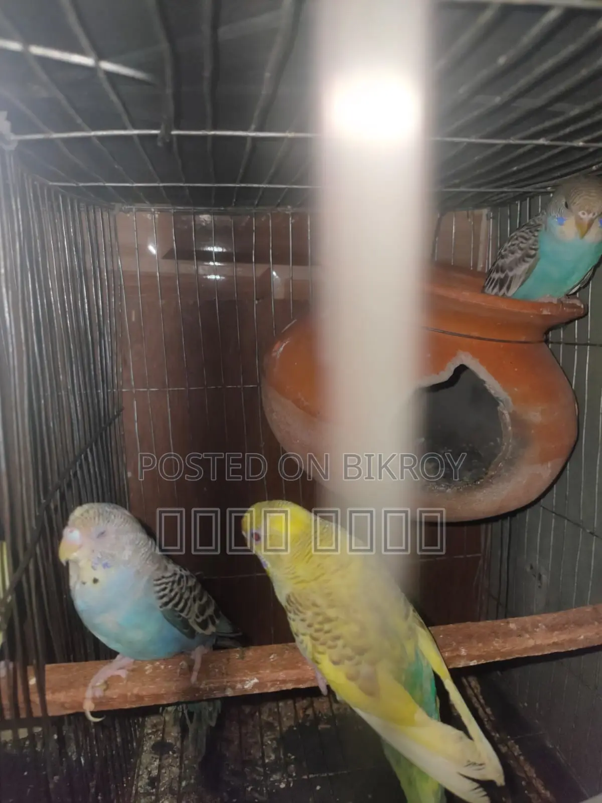 Inbox us if you want to get beautiful and attractive Budgerigars.