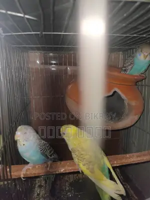 Inbox us if you want to get beautiful and attractive Budgerigars.