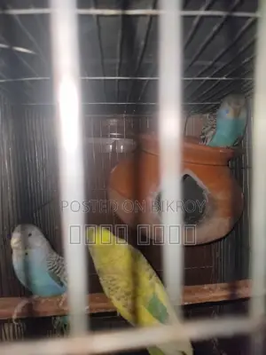 Inbox us if you want to get beautiful and attractive Budgerigars.