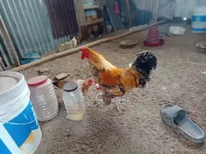 বাহামা ক্রস