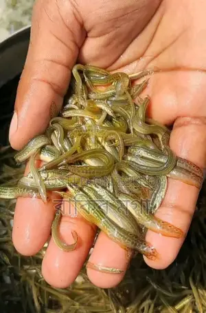 Tara Baim Fish Fry