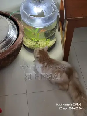 Persian Cat