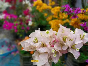 Mixed Bougainvillea