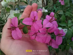 Mixed Bougainvillea