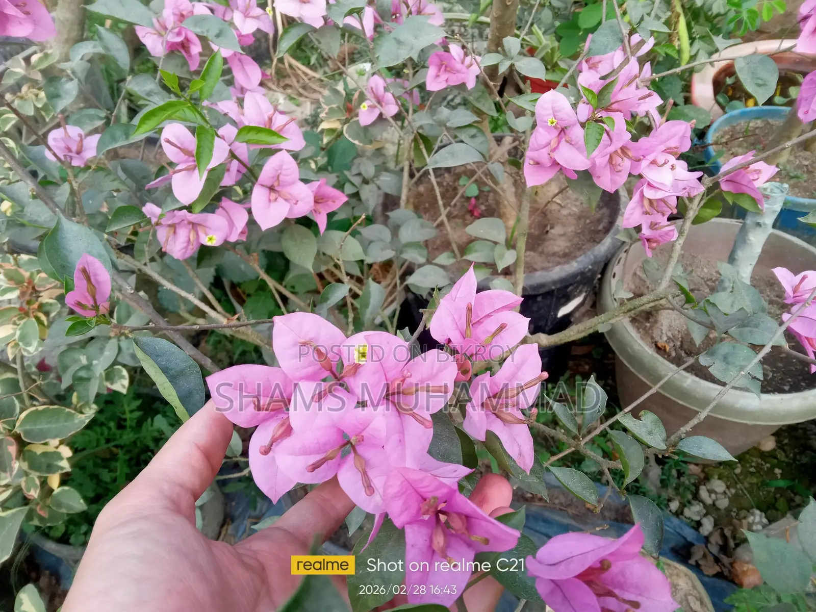 Mixed Bougainvillea