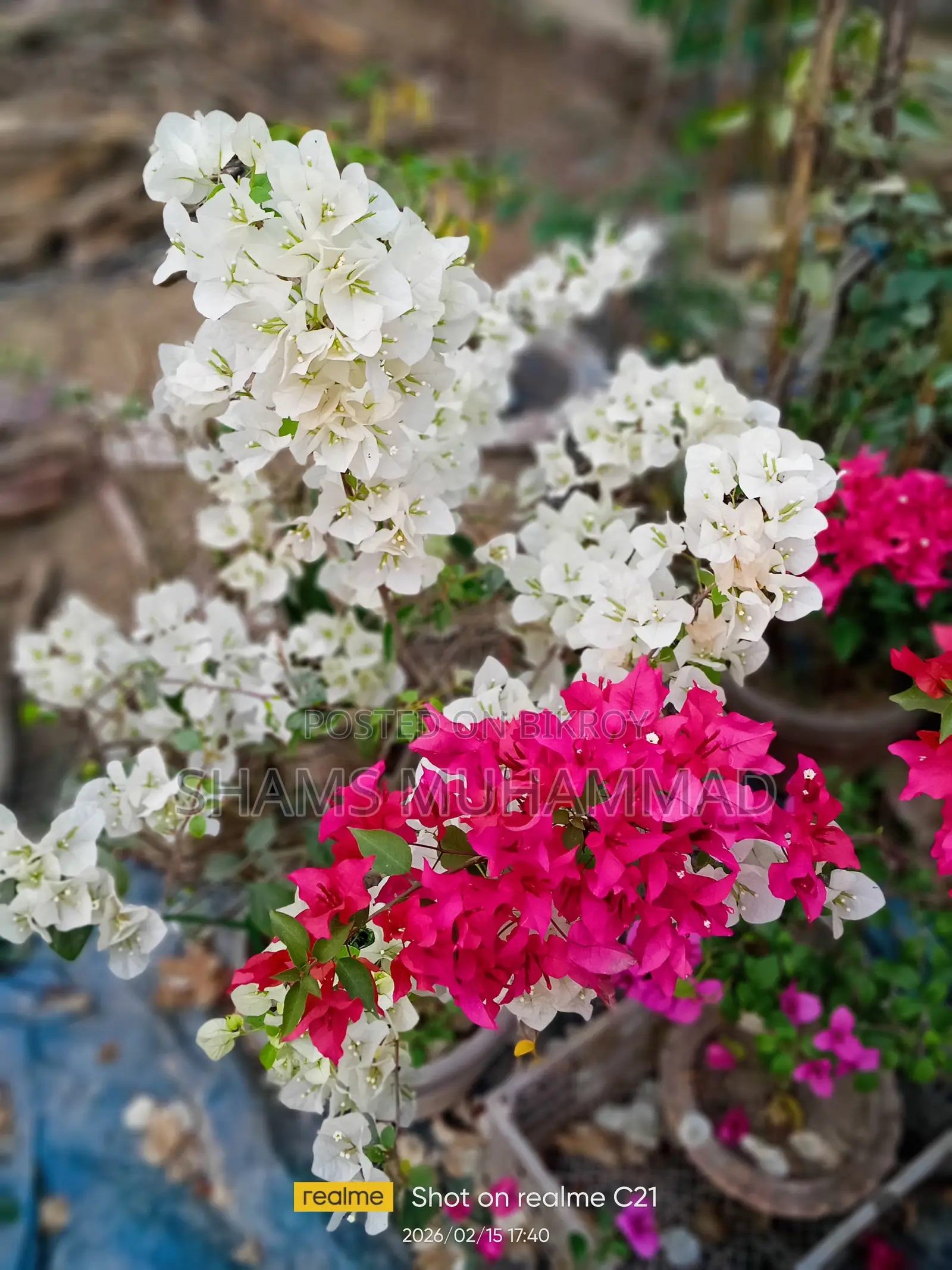 Mixed Bougainvillea