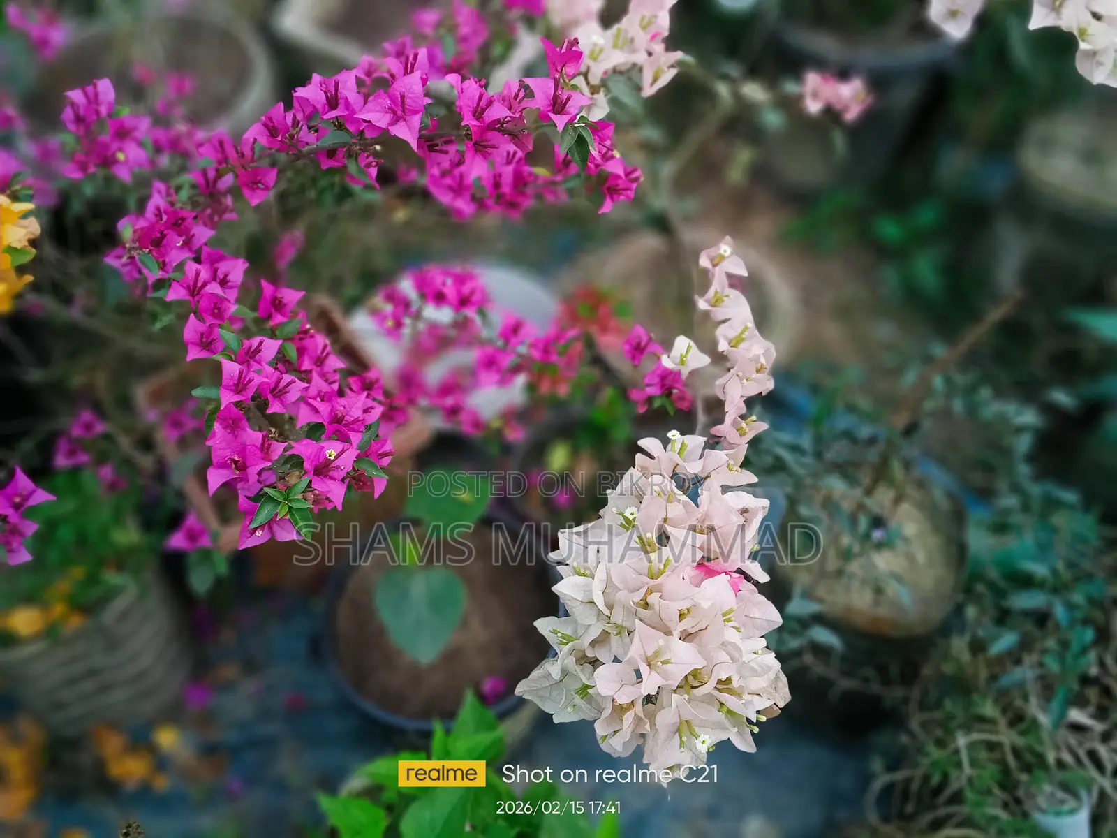 Mixed Bougainvillea