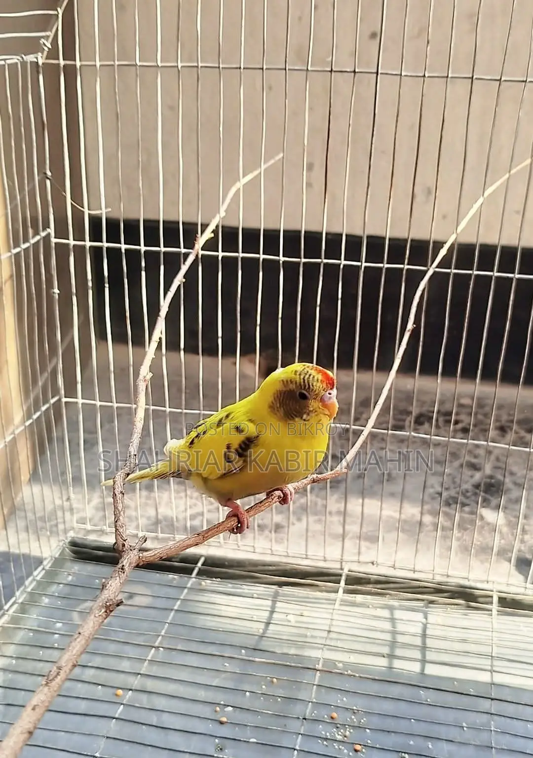 Budgie Bird