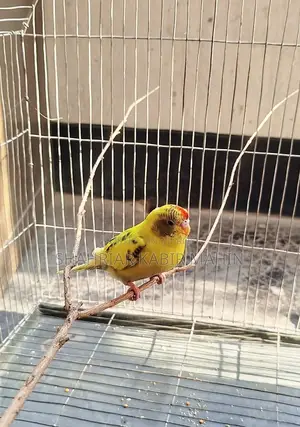 Budgie Bird