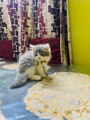 Male Cat